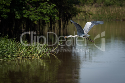 Cocoi heron flying over river beside trees