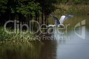 Cocoi heron flying over river beside trees