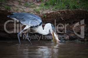Cocoi heron catching fish in muddy shallows