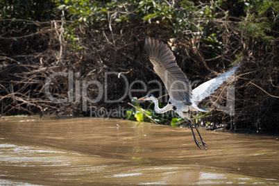 Cocoi heron flying over river beside bank