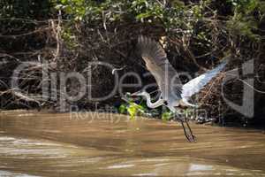 Cocoi heron flying over river beside bank