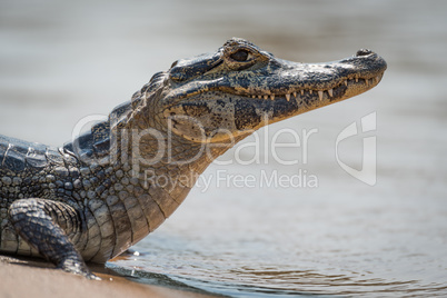 Close-up of yacare caiman on river bank