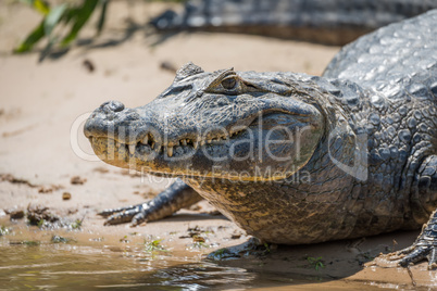 Close-up of yacare caiman on muddy shore