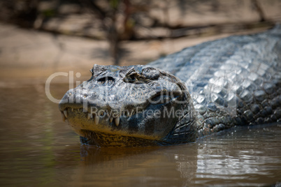 Close-up of yacare caiman in muddy shallows