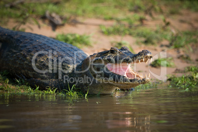 Close-up of yacare caiman head on sand