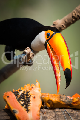 Close-up of toco toucan with papaya half