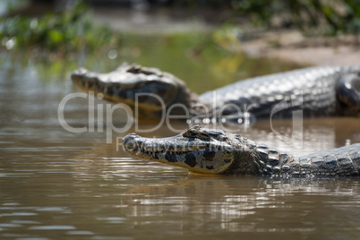 Close-up of two yacare caiman in shallows