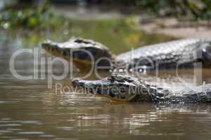Close-up of two yacare caiman in shallows