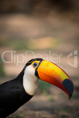 Close-up of toco toucan staring at camera