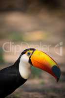Close-up of toco toucan staring at camera