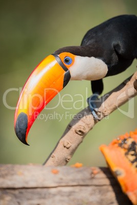 Close-up of toco toucan with papaya chunk