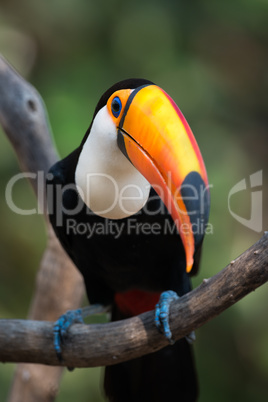 Close-up of toco toucan perched on branch