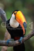 Close-up of toco toucan perched on branch