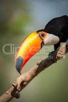 Close-up of toco toucan holding beak diagonally