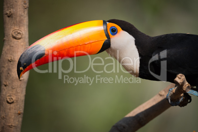 Close-up of toco toucan looking at camera