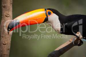 Close-up of toco toucan looking at camera