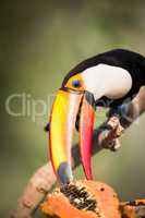 Close-up of toco toucan eating papaya half