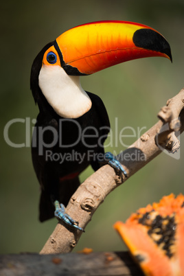 Close-up of toco toucan eyeing papaya half