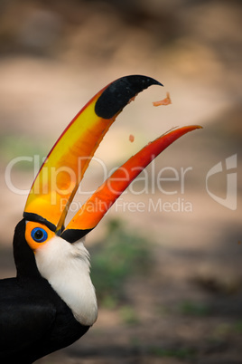 Close-up of toco toucan catching fruit chunks