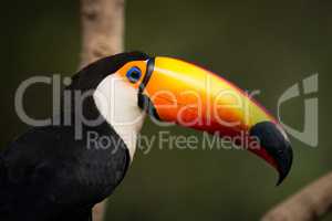 Close-up of toco toucan against green background