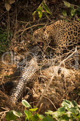 Close-up of jaguar dragging yacare caiman along