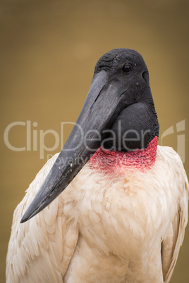 Close-up of jabiru with head turned left