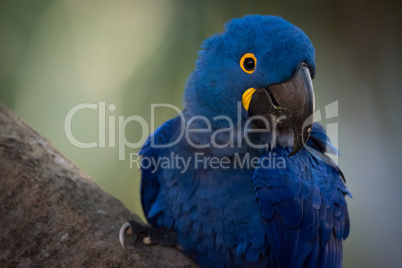 Close-up of hyacinth macaw perched on branch