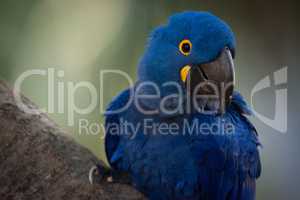 Close-up of hyacinth macaw perched on branch