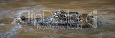 Close-up of head of swimming yacare caiman