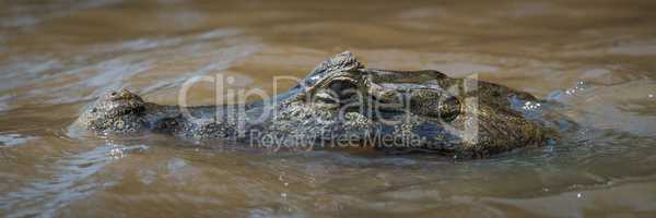 Close-up of head of swimming yacare caiman