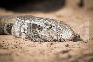 Close-up of common tegu lizard on sand