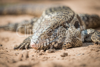 Close-up of common tegu lizard in sand
