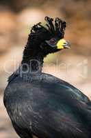 Close-up of black curassow with turned head