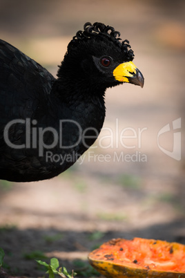 Close-up of black curassow eating papaya half