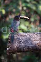 Chestnut-eared aracari on sawn log in sunshine