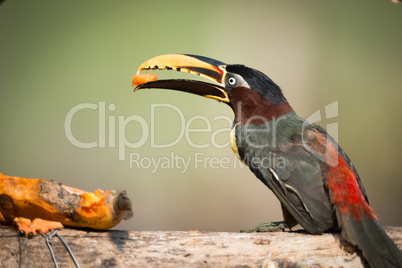 Chestnut-eared aracari perched on log eating papaya