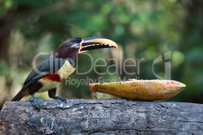 Chestnut-eared aracari on log with papaya half