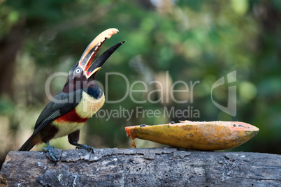 Chestnut-eared aracari eating papaya with open beak