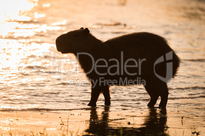 Capybara walking in shallows in golden light