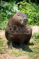 Capybara sitting on river bank in sunshine