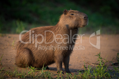 Capybara sitting on beach on river bank