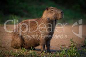 Capybara sitting on beach on river bank