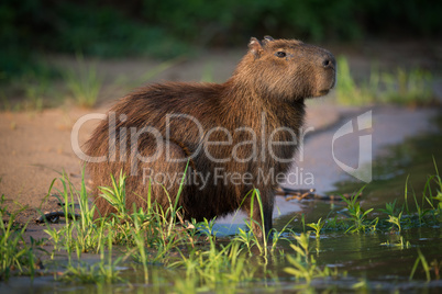 Capybara sitting in grass on river bank