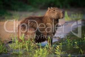 Capybara sitting in grass on river bank