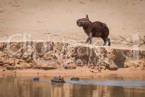 Capybara crossing sandbank with bird on head