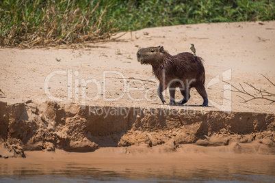Capybara crossing sandbank with bird on back