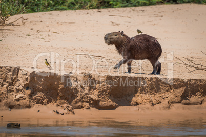 Capybara crossing sand with bird on back