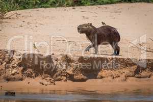 Capybara crossing sand with bird on back