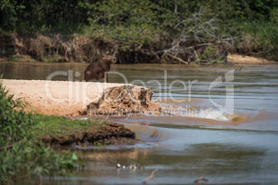 Capybara beside river with bird on head