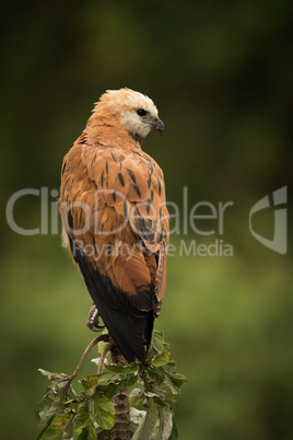 Black-collared hawk perched on stump facing right